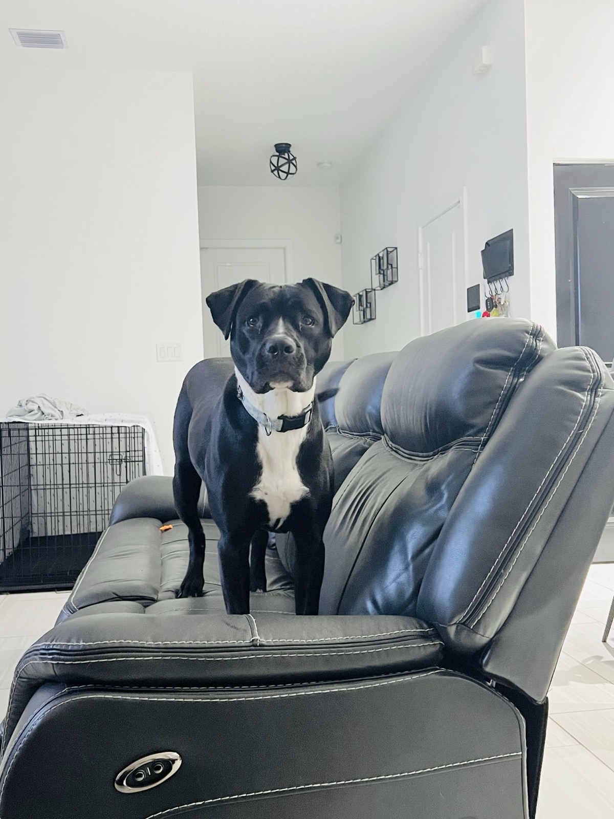 Pet boarding - dog relaxing at home