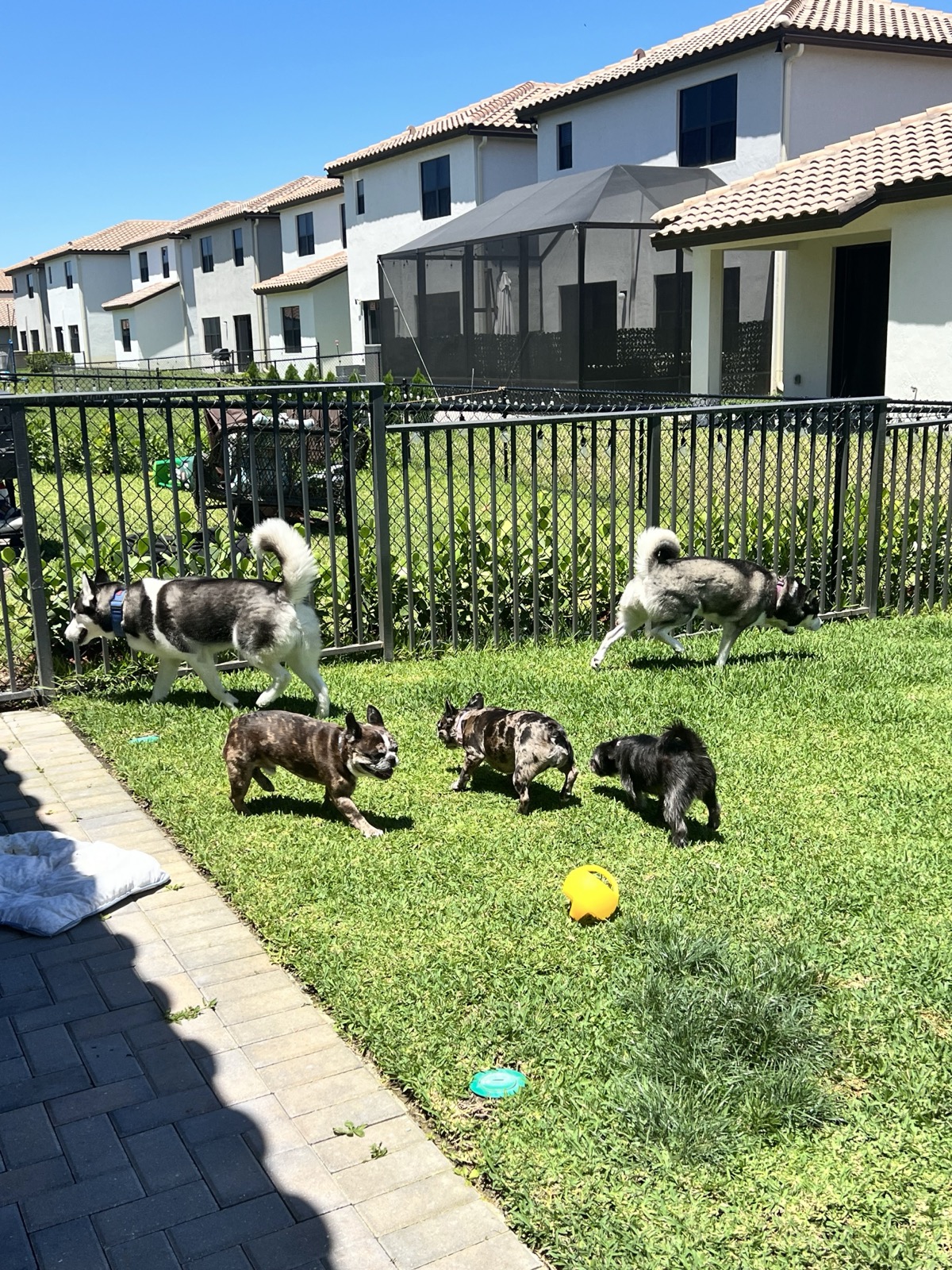 Doggy daycare - dogs playing in a fenced yard