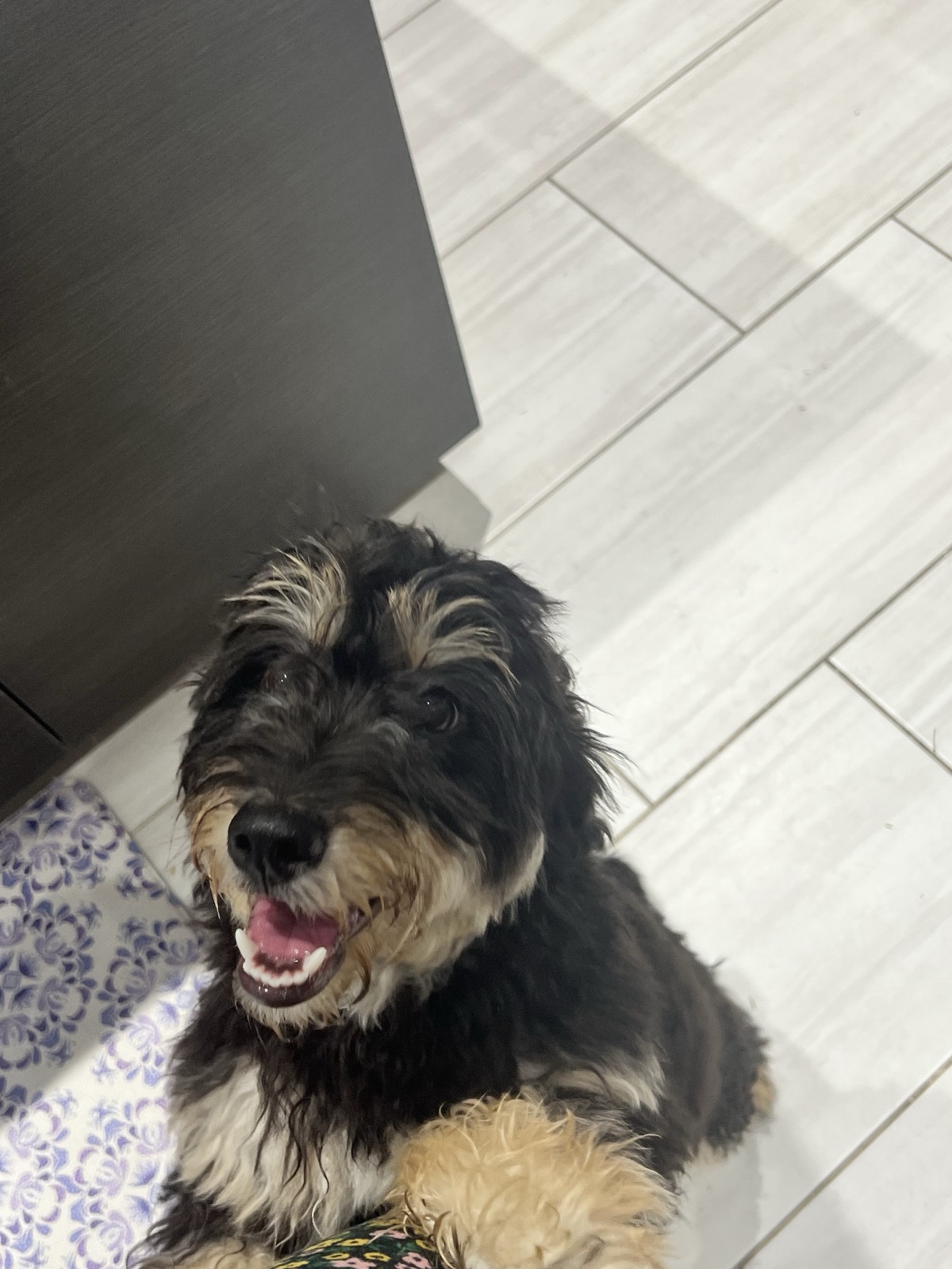 Drop-in visits - happy dog at home