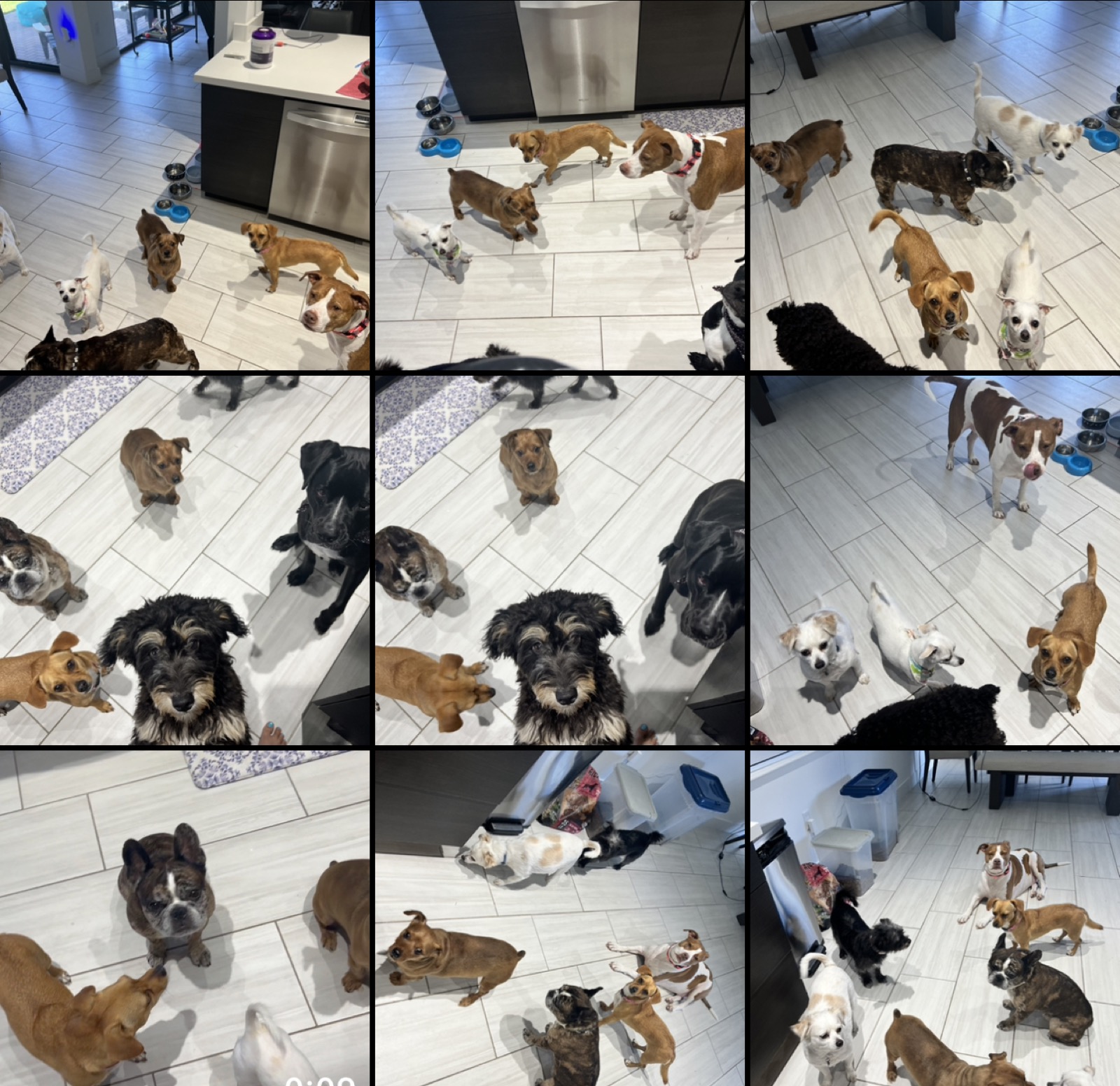 A pack of happy dogs at daycare