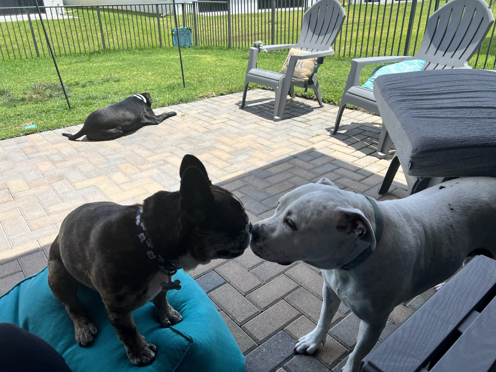 Dogs greeting each other on the patio